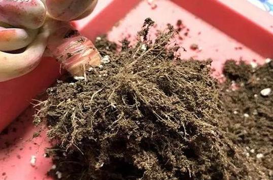 多肉根部化水怎么办,多肉杆子化水怎么回事