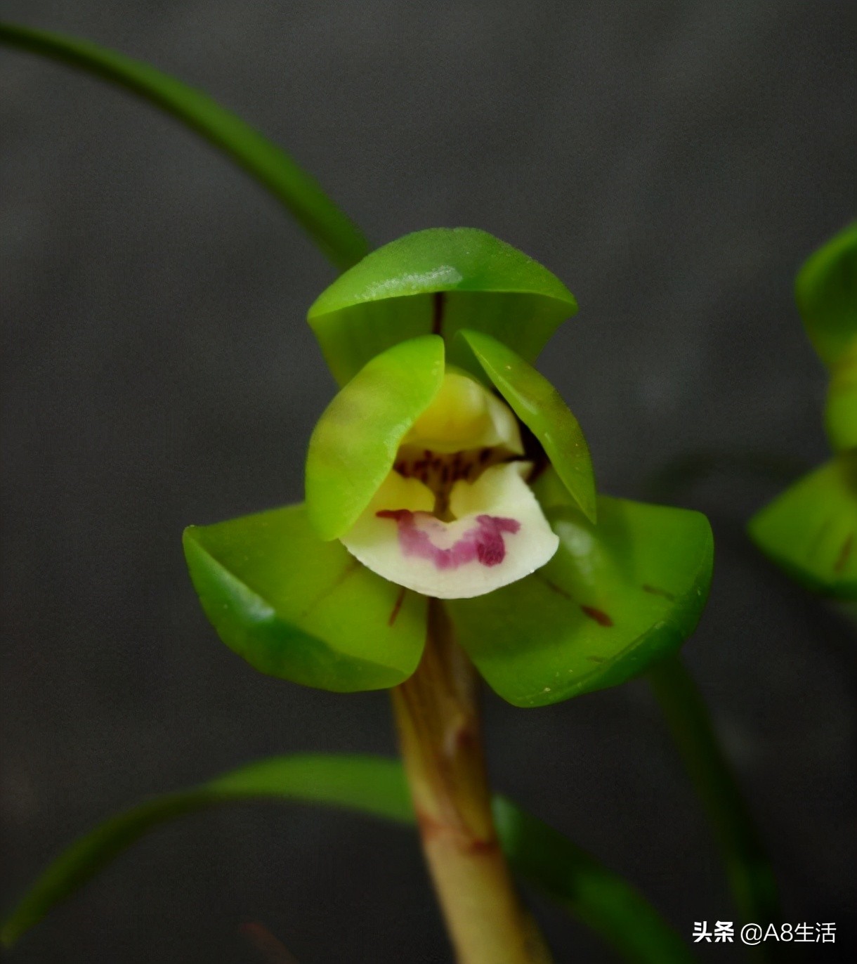 每日一品中国兰花春兰,每日一品完整视频