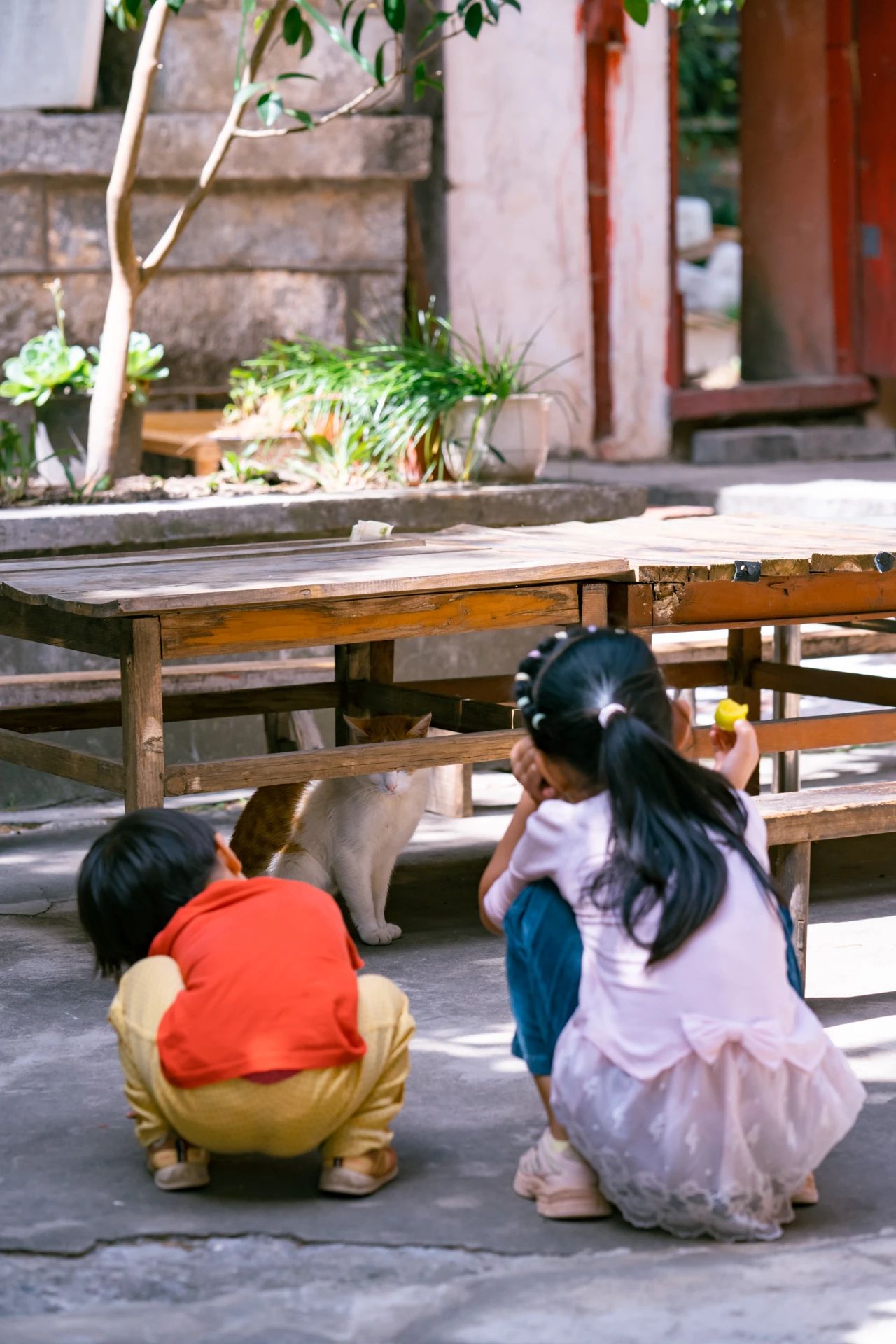 爬了近1个半小时，只为这大理苍山古寺中，孤独又可爱的大橘猫