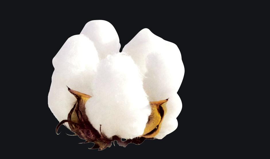 盛文兵：简单说说棉花