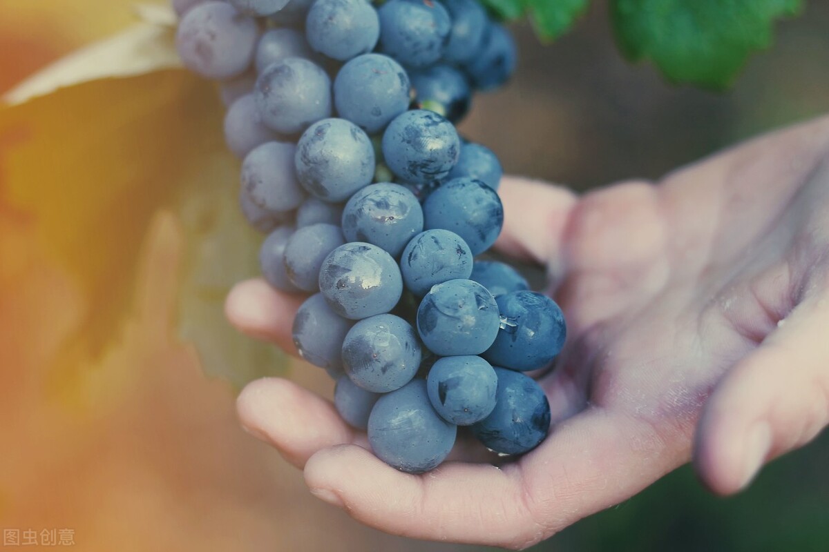 水果店跨界营销思维,水果店跨界什么生意最好做