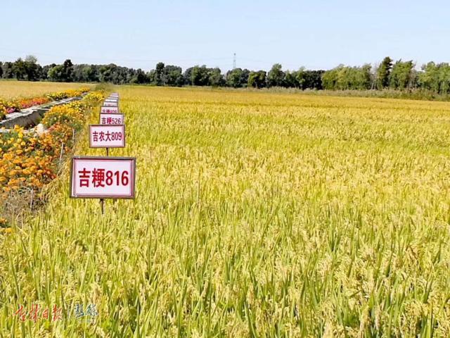 吉林大米热销第一名,一举夺得60枚金牌