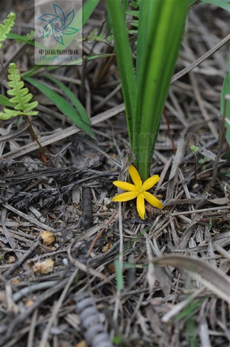 仙茅有几个品种功效,仙茅用处