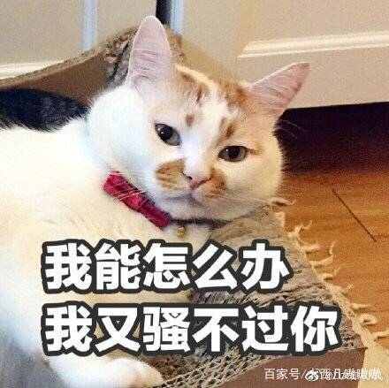 表情包我能怎么办,表情包我能怎么办呢