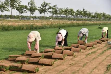 寿北大草原,我们来啦!---探访飞燕草坪寿光双王城基地