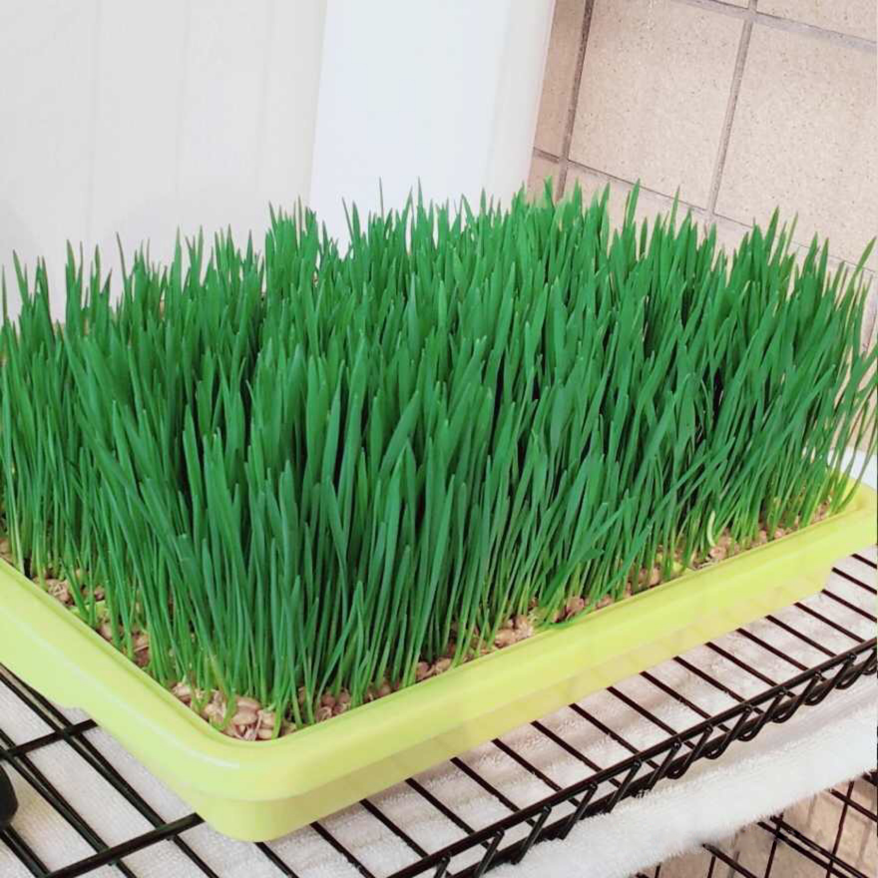 猫不吃猫草应该怎么办,猫不吃猫草怎么办