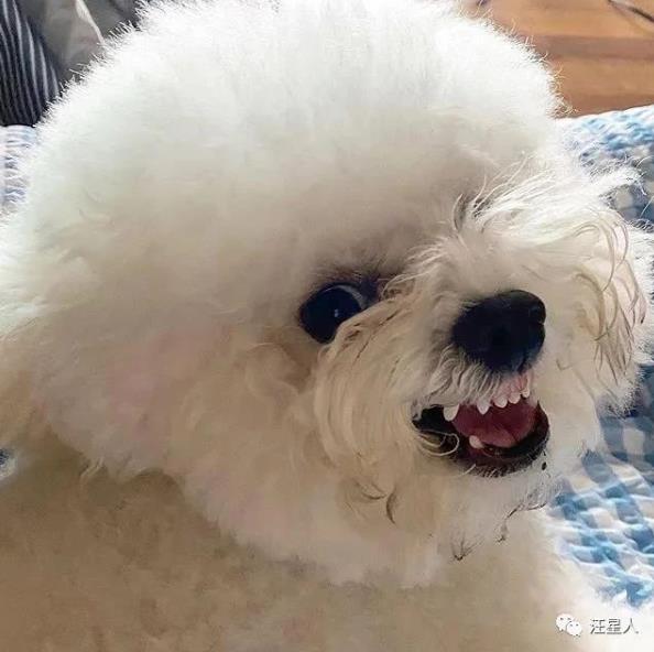 比熊有多萌,主人见到小点可爱比熊犬就想咬牙