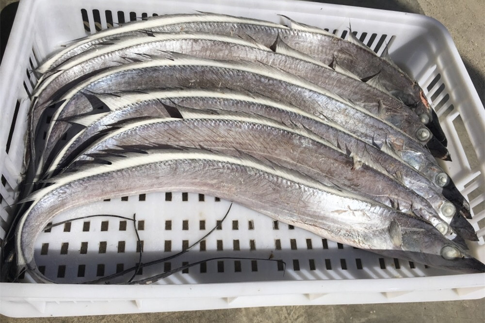 带鱼和带鱼段哪个便宜,大带鱼和小带鱼哪个贵