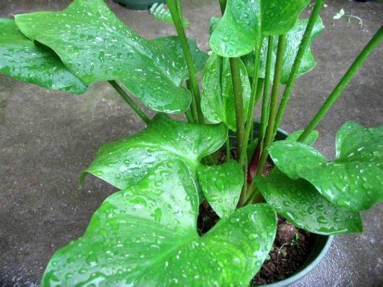 马蹄莲盆栽大花朵,马蹄莲花漂亮