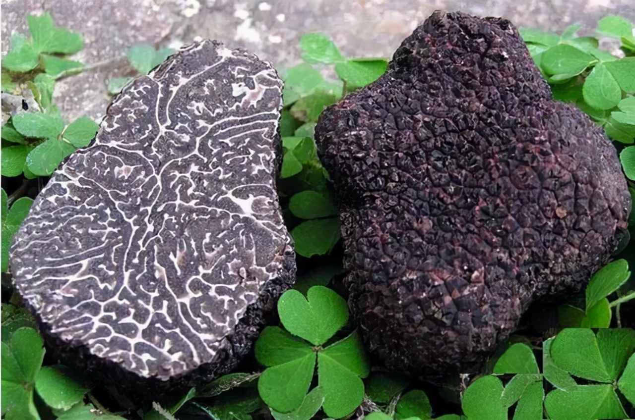 辽宁营口发现黑松露,辽宁种植黑松露