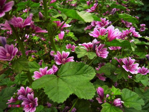 100种漂亮的夏花图片,30种夏花图片大全