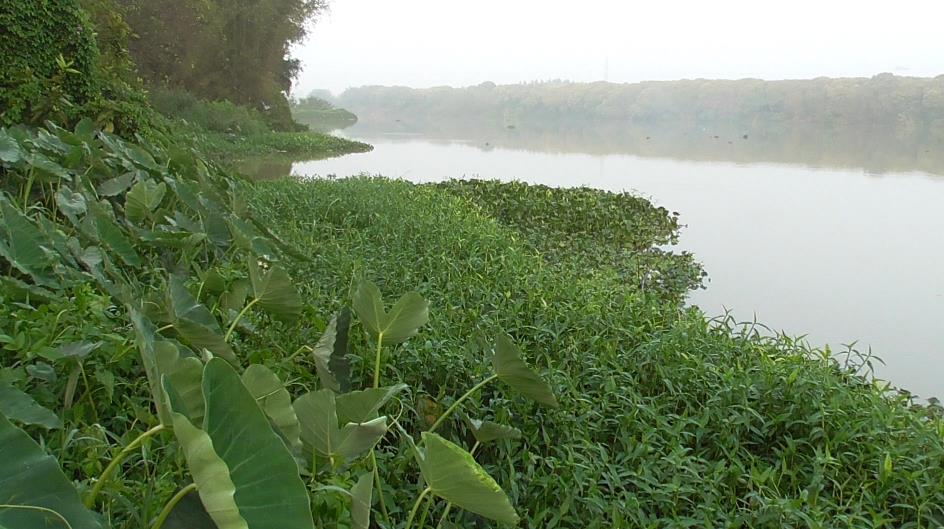 如何钓鲮鱼教你一招,钓鲮鱼饵料怎么搭配