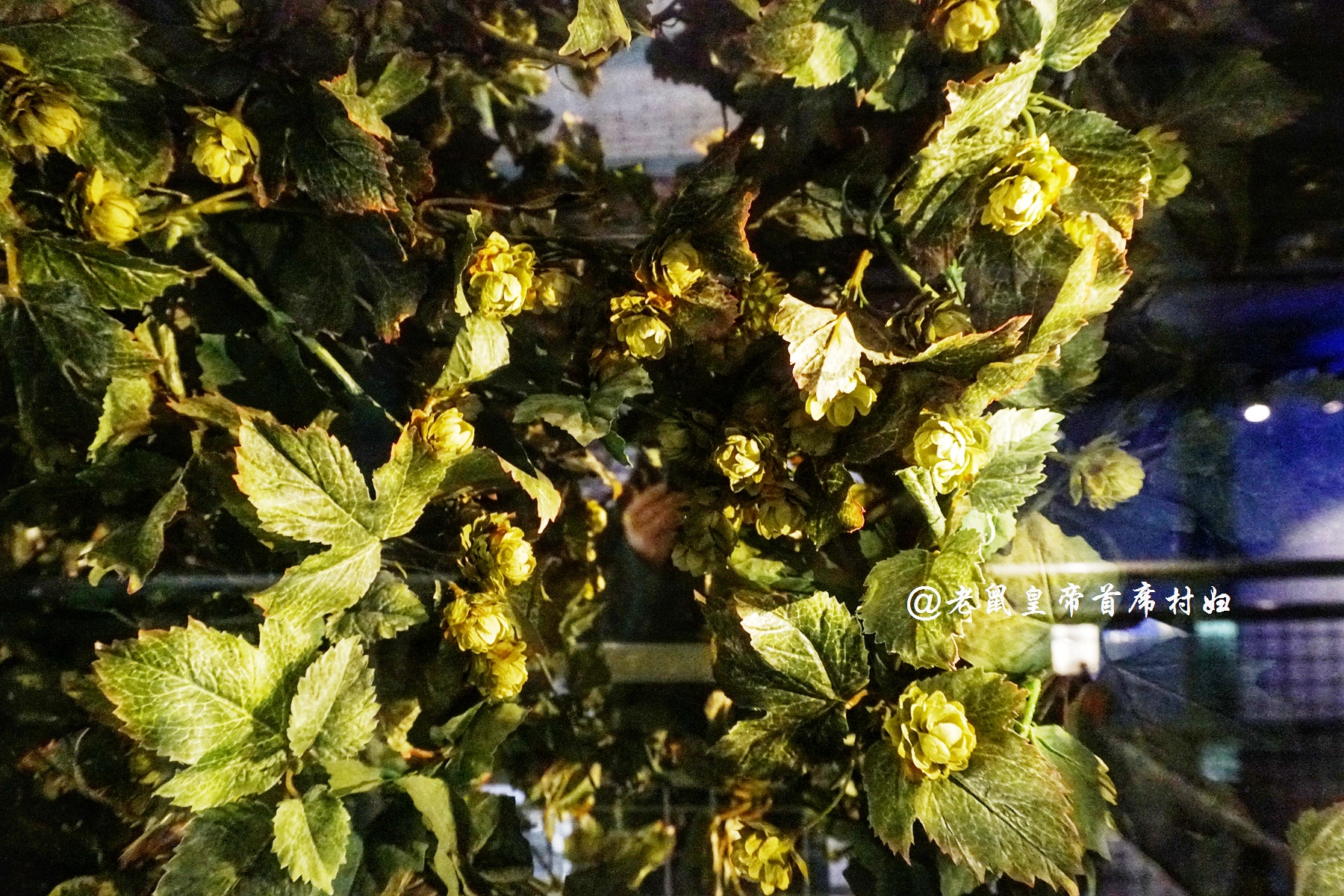 剑桥数学老师加盟,一杯黑啤含3000万泡泡,养活首都三分之一人口