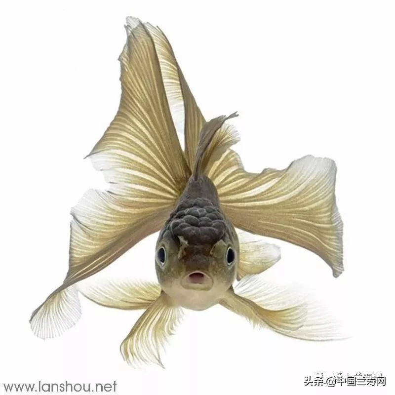 那些企图拿尾巴征服世界的金鱼们