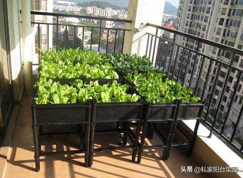 阳台种菜小飞虫用什么药,阳台种菜有小飞蛾蚊虫怎么处理