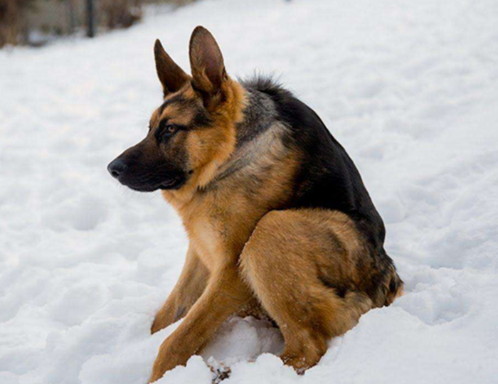 表面小奶狗实则小狼狗网红,表面小奶狗实则小狼狗