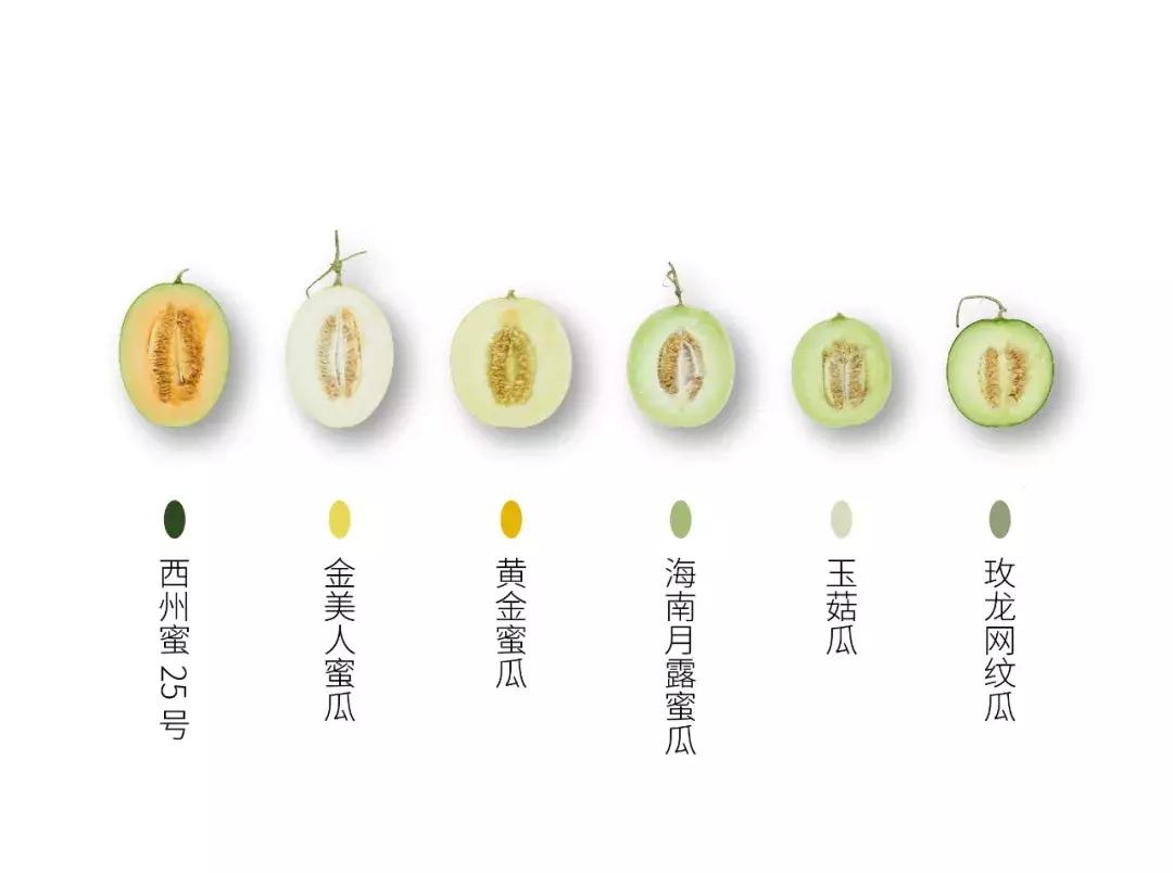 甜瓜好吃吗视频,甜瓜怎么样才算成熟