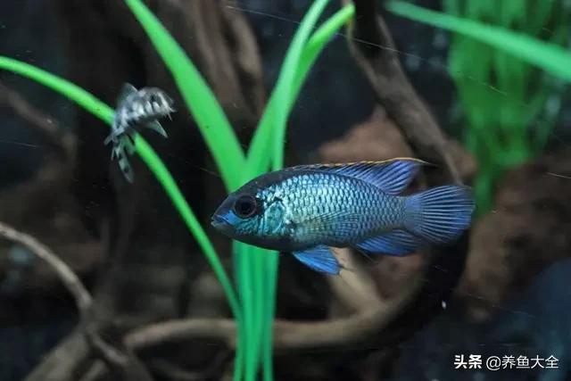 电视柜养鱼,电视柜旁边养鱼好不好