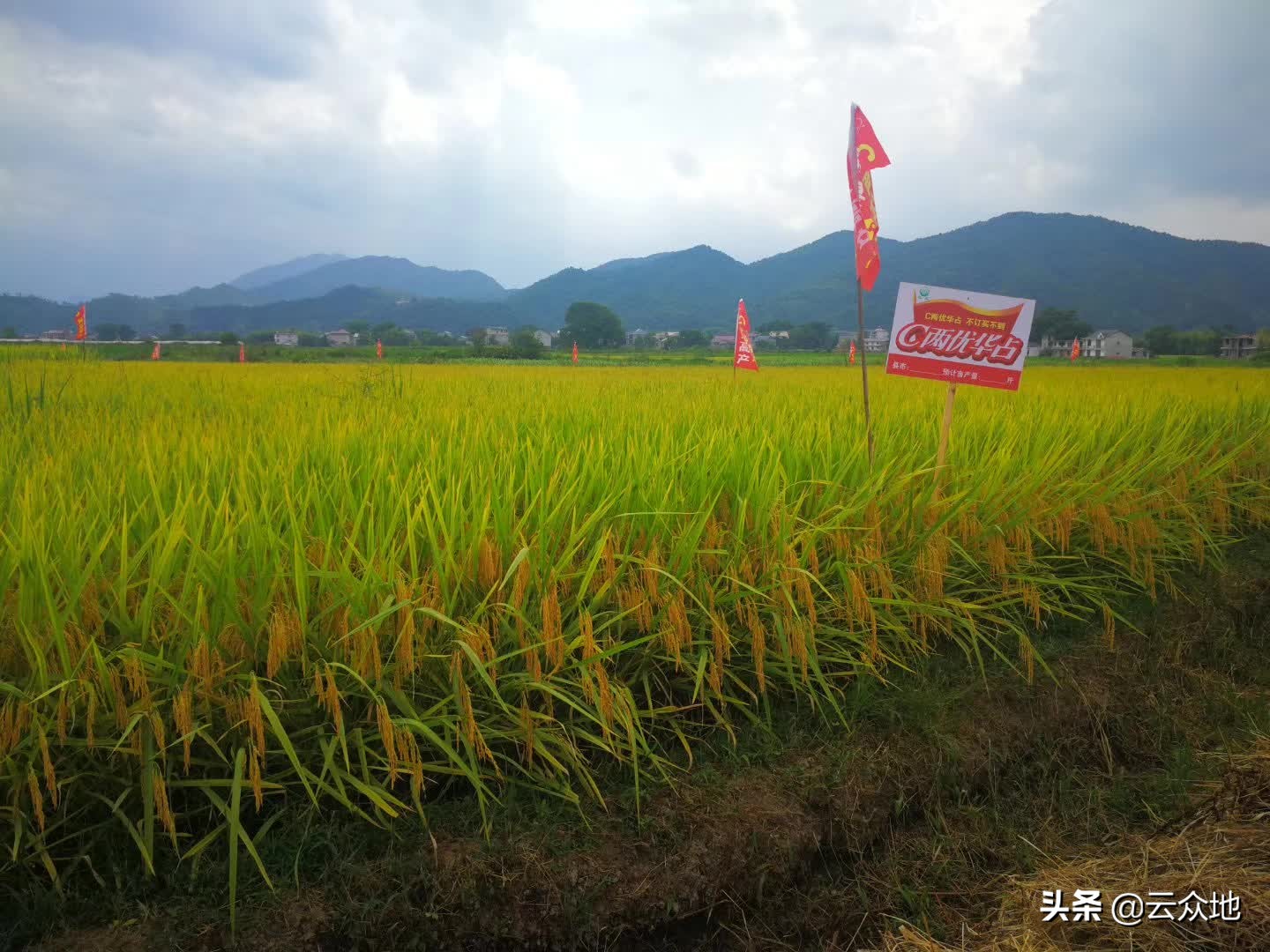 两优17华占稻种价格,隆两优华占稻种介绍