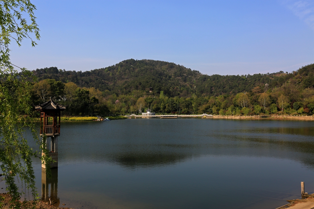 忘掉西湖吧，黄陂花乡茶谷的龙井同样醉人