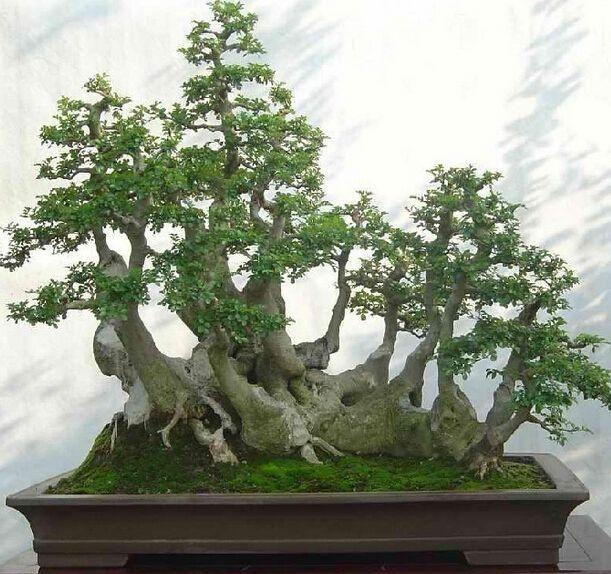 白蜡盆景技巧,白蜡和对节白蜡区别图片