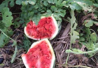 南方种西瓜下雨多露天西瓜怎么办,下雨久了地里的西瓜如何防止不烂