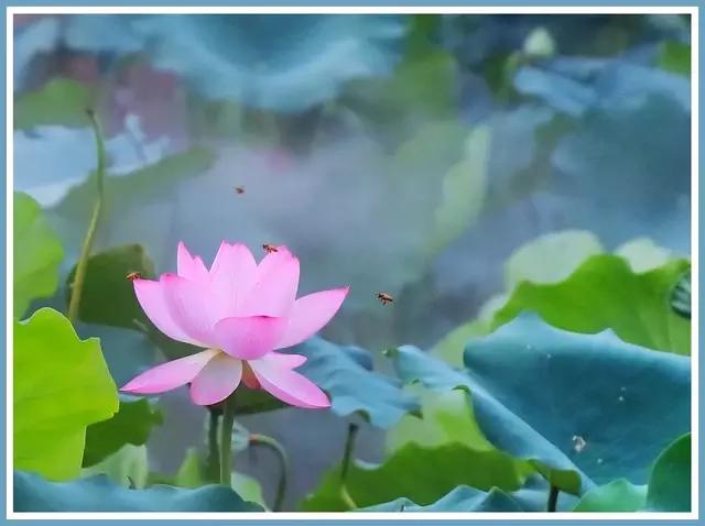 魔都四月赏花,魔都春季赏花好地方