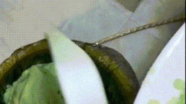 猫砂可以直接倒入马桶吗,猫砂可不可以倒入马桶