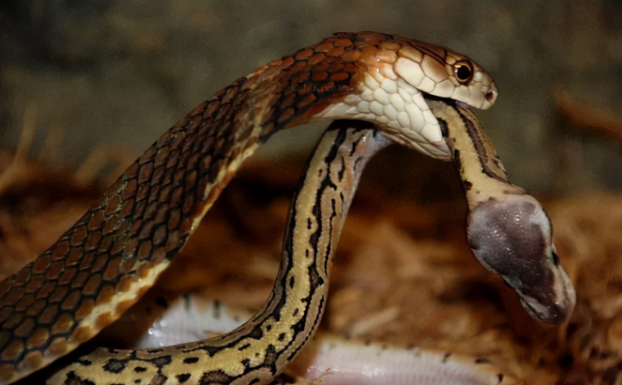 农户家中惊现两米长剧毒眼镜王蛇,发现剧毒的眼镜王蛇需要怎么处理