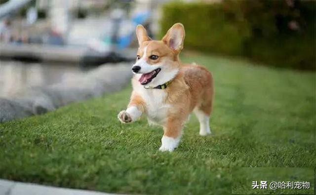 如何看柯基是不是正宗的,你对柯基了解吗