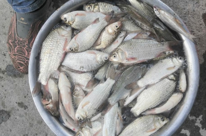 鱼不吃钩是不是饲料不好,鱼不吃钩是因为漂没调好吗