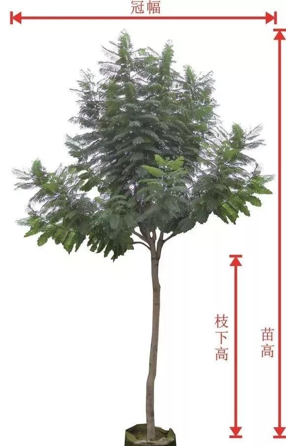 苗木分级标准1999,主要造林树种苗木质量分级标准