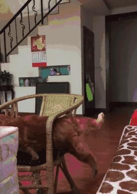 你知道猫咪胡须的秘密么,捡到猫咪的胡子有什么寓意