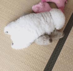 比熊这朵棉花糖，圆圆白白胖胖，是我的初恋情狗没错了