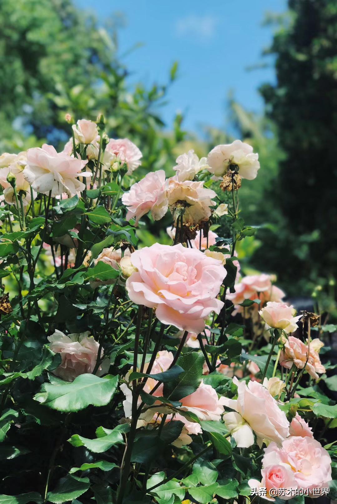 有了这些贵妇洗发水，再也不必找TONY老师做上千块的护理了