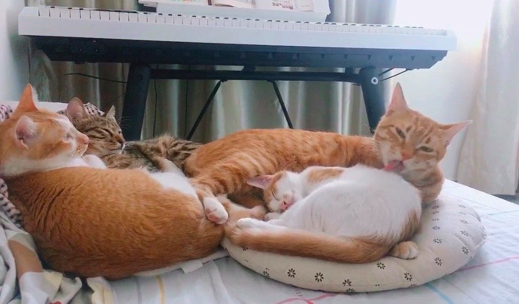 猫咪随便大小便如何纠正,猫咪随便大小便怎么办