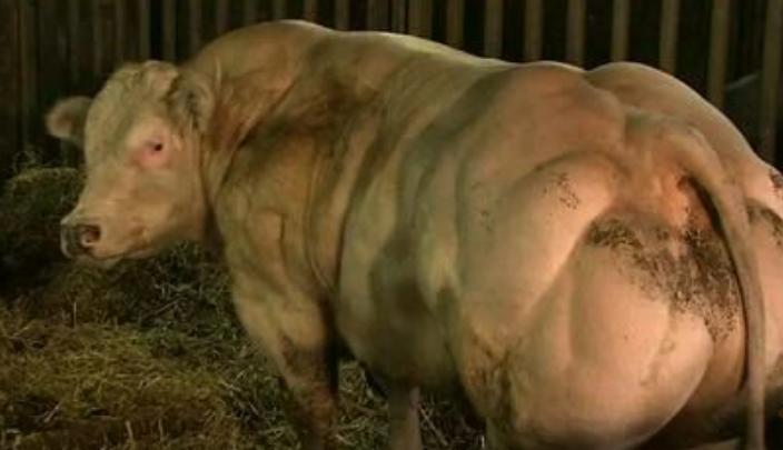 比利时肌肉牛视频大全,比利时人造肌肉牛