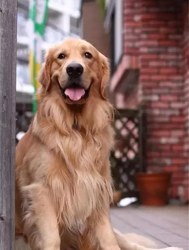 金毛犬如何养殖,金毛犬各个阶段如何饲养呢