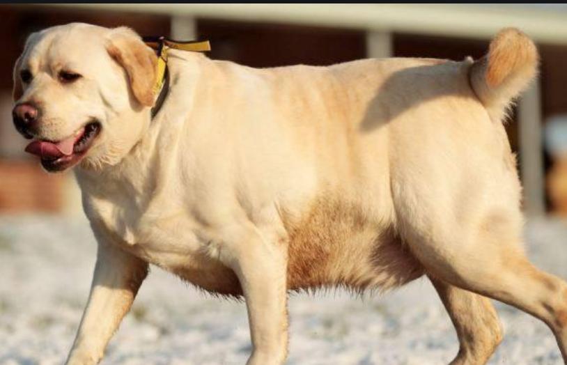 狗腿弯曲矫正器,狗腿弯曲怎么治疗