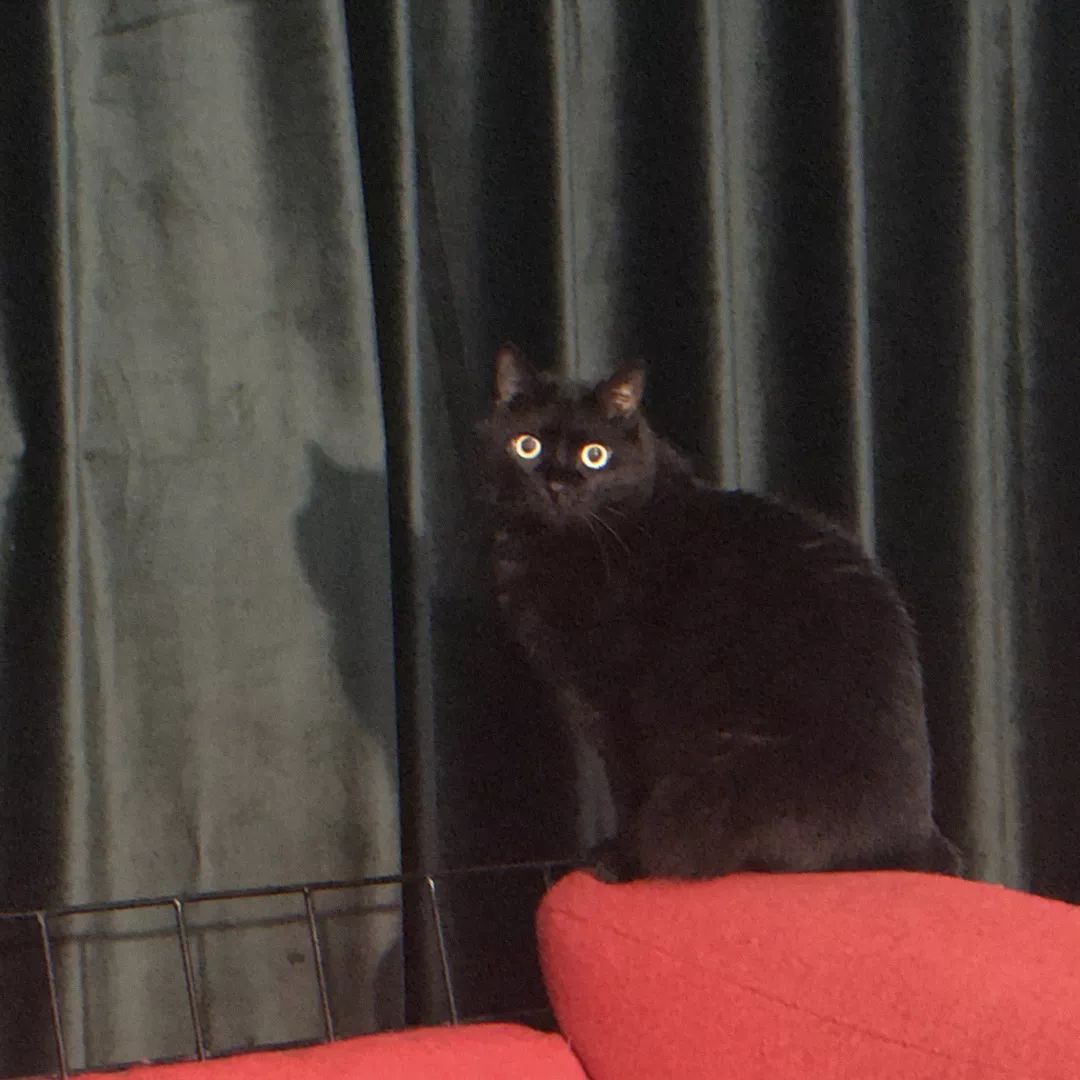 一只鸭子一万五元,一只鸭子一万多