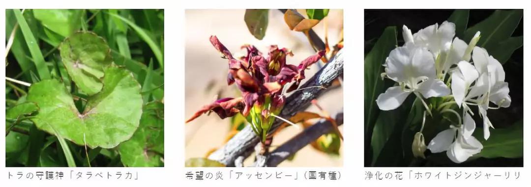 奥尔滨顶级精华,奥尔滨精华评价