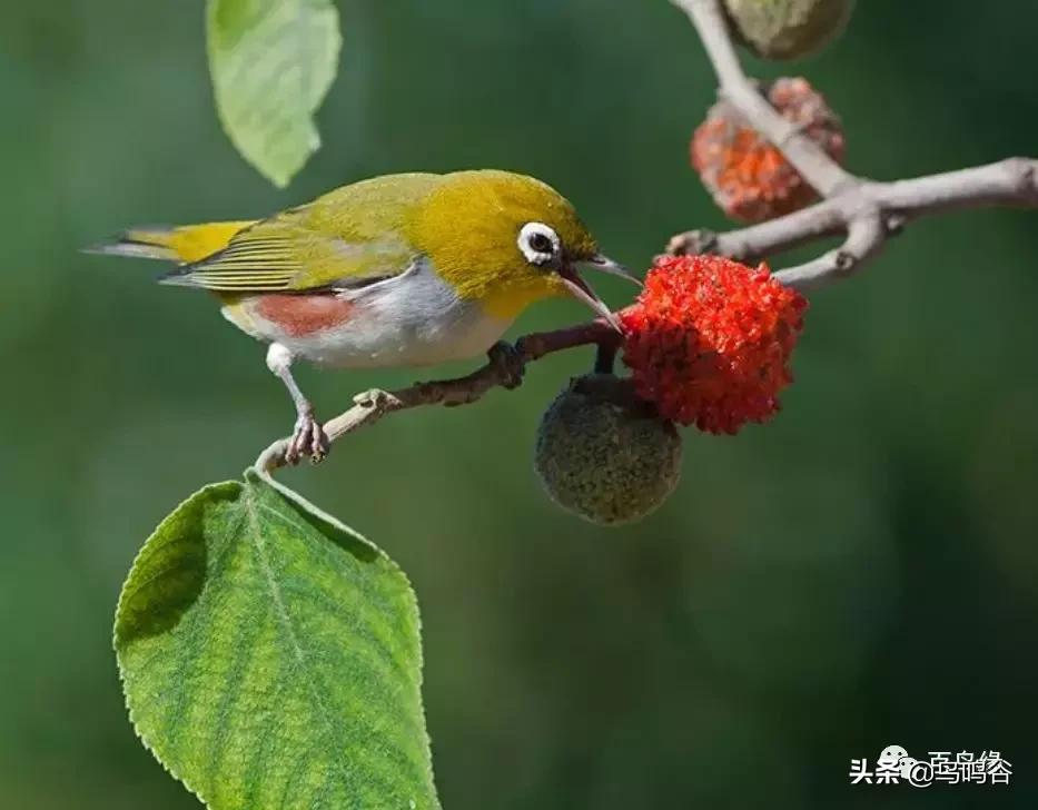 高手治疗绣眼水便方法总汇