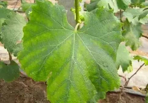 葡萄叶片黄化怎么治疗,葡萄叶片黄化斑驳