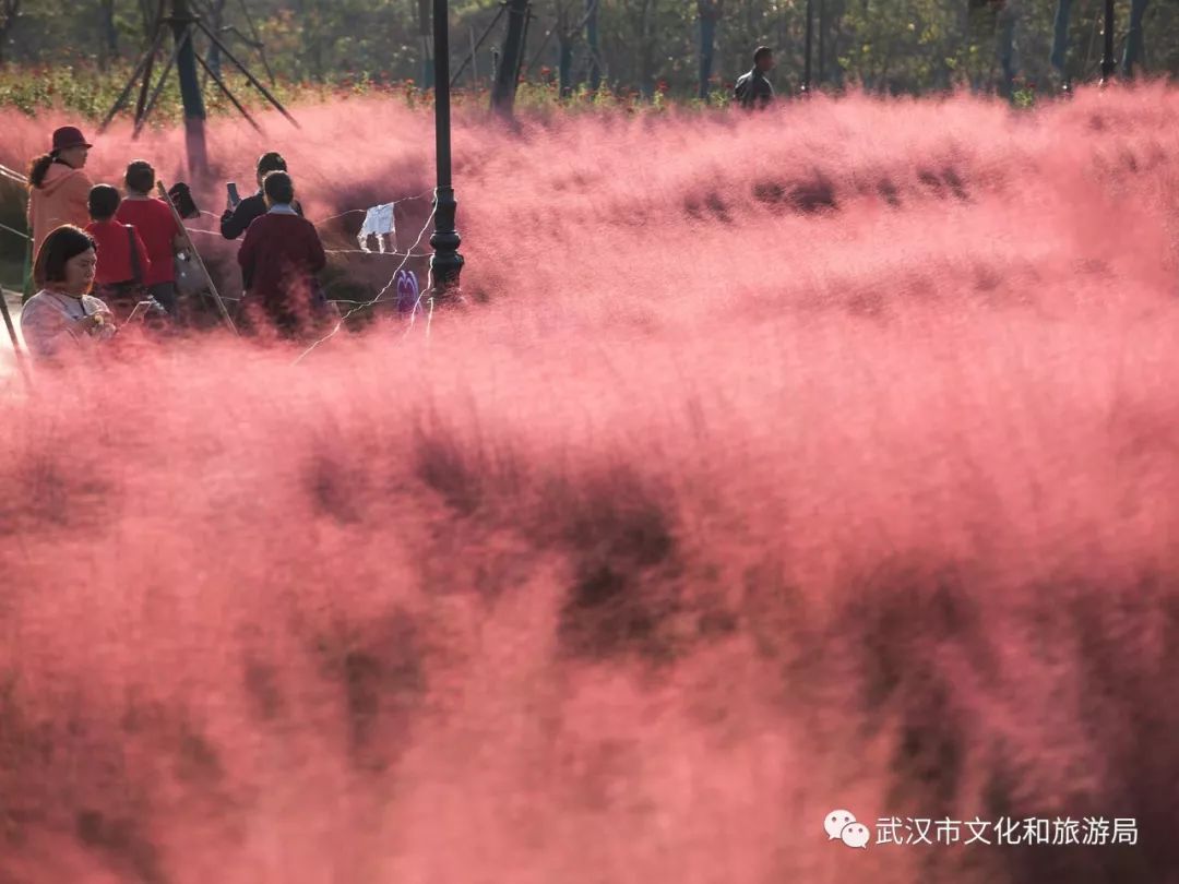 武汉市的好消息,恭喜武汉