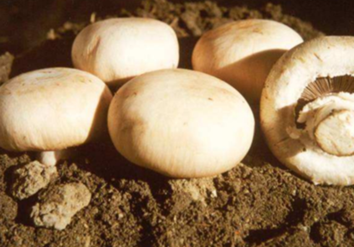 双孢菇怎么栽培种植,双孢菇种植需要什么条件