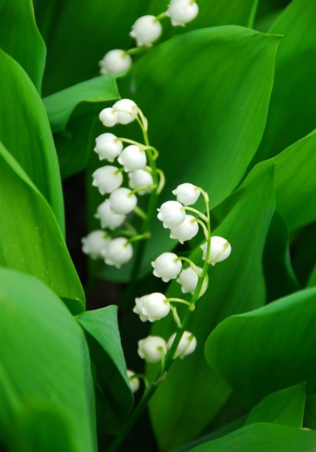 鎴峰涓嶈兘瑙︾鐨勬瘨鑺辨湁鍝簺,鍝簺姣掕姳涓嶈兘瑙︾