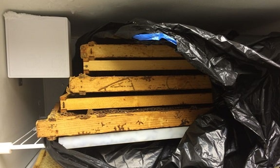 德国蜜蜂养殖技术方法有哪些,蜂眼看世界完整视频