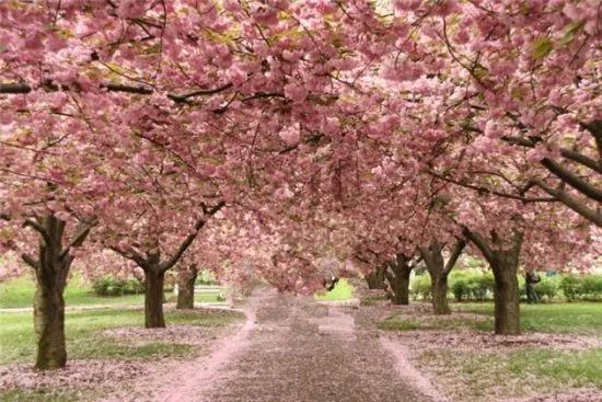 几月赏樱花最好,最美赏樱攻略大全