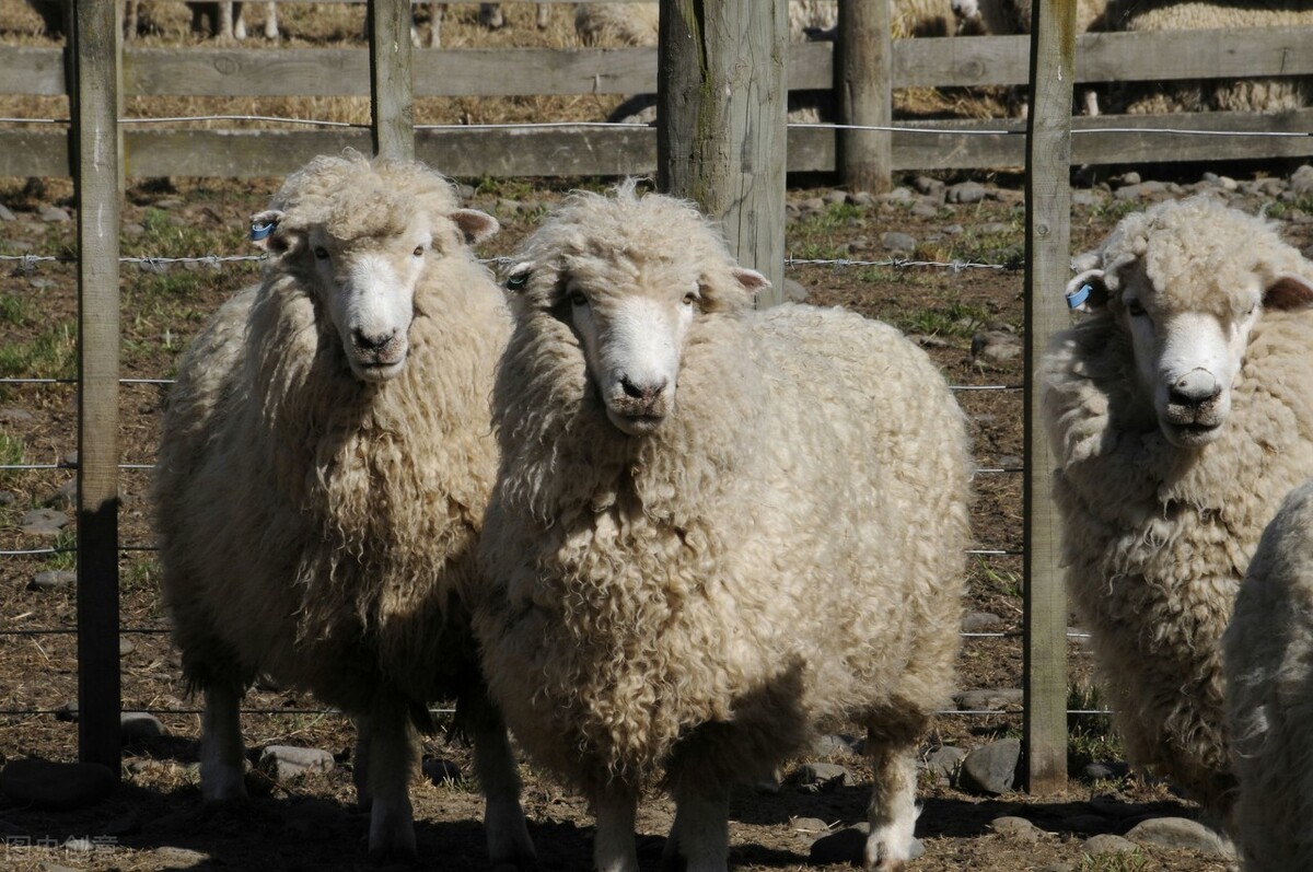 羊得破伤风两天死亡能吃吗,羊得破伤风发病了怎么治疗