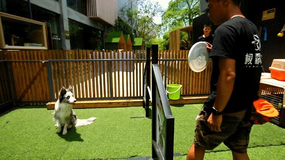 「椒霸霸×1CAKE」联名来啦！只要28.9元，和爱宠共享悠然午后